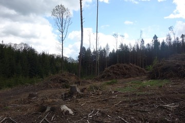 forest, bark beetle, forest calamity, felled trees, sad look