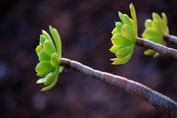 Close up of Aeonium arboreum, the tree aeonium, tree houseleek, or Irish rose,