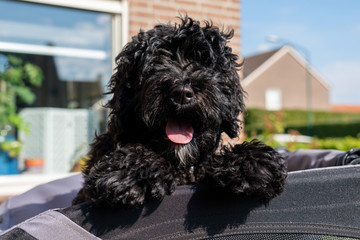 Black doodle having a great time