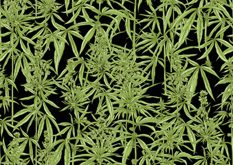 Hemp, Cannabis seamless pattern, background. Vector illustration. In botanical style Isolated on black background..