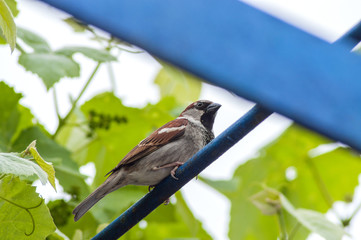 brown sparrow with black beak
