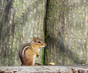 chipmunk sitting on tree trunk with food