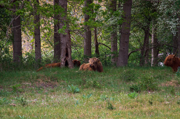 Scottish highlanders resting in the woods
