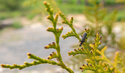 Leaves of Thuja trees on green background. Fireflies are a summer.