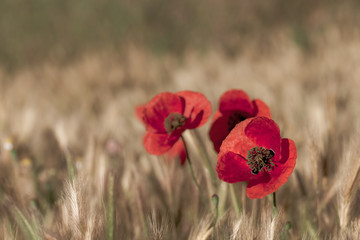 Obraz premium Red Poppies among ears of golden wheat at sunrise