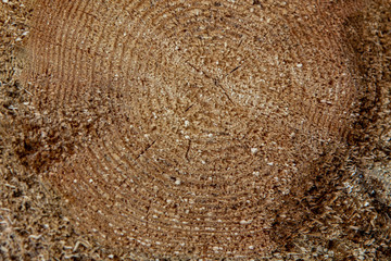 Background and texture and annual rings of a tree on a cut