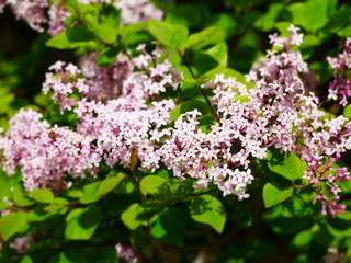 pink lilac flowers