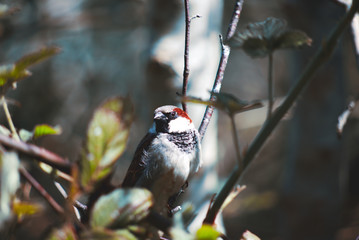 bird in the trees