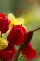 red and yellow tulips. Spring red and yellow flowers. macro. valentine background. valentine's day. valentines day
