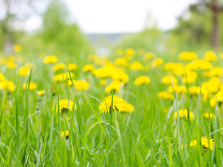 field of dandelions. Sunny meadow with yellow flowers. Dandelions in the forest. summer background 