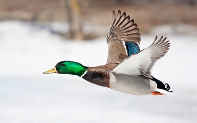 Mallard duck drake in flight against a white background in Ottawa, Canada