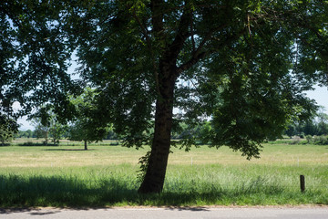 view on tree silhouette on rural landscape background