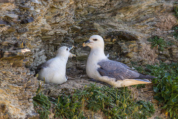 A juvenile Fulmar being fed by its parent