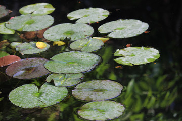 Hojas de nenúfar en un estanque. 