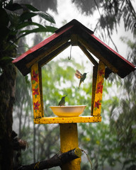 hummingbirds drinking water © Abhi Pal