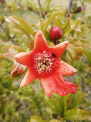 flor de papel abierta con forma de estrella de mar