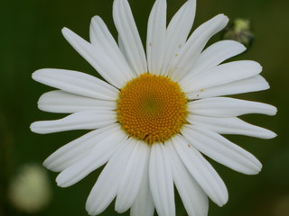 daisy flower closeup