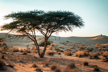 tree in desert in Jaisalmer, India