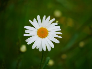Obraz premium white daisy flower