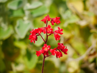 red currant bush