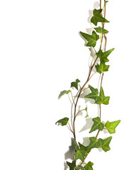Green ivy sprig on a white background