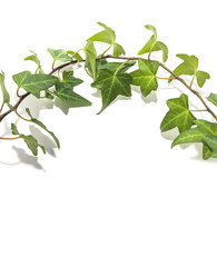 White background with ivy sprig