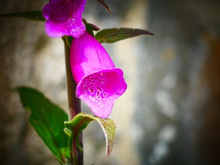 purple flower in the garden