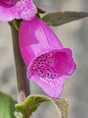 close up of pink flower © Sheilagh