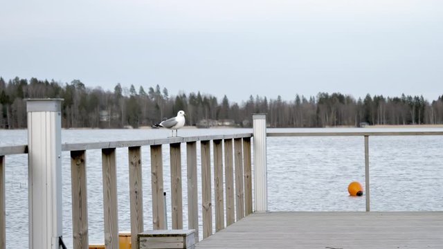 A white bird standing on the railings of the Lake Bodom in Espoo Finland .geology shot