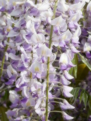 close up of a purple flower