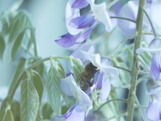 Fototapeta premium iris flower in the garden
