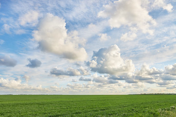 Fototapeta na wymiar Green field and beautiful cloudy sky as background or backdrop.