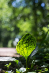 Closeup of sunlight in a wild plant in the forest on the floor
