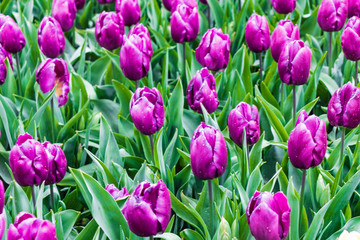 Obraz premium beautiful fresh purple tulips on the field in flower park