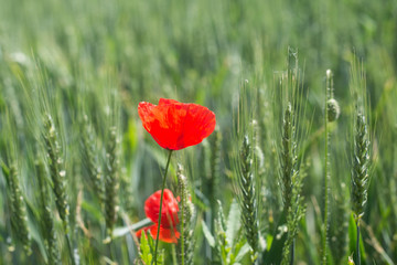 Obraz premium Closeup of poppy in a wheat field