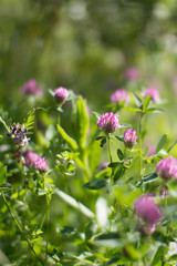 wild clover flowers in meadow- blurry effect for nature background