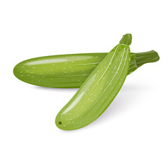 Two zucchini or squash. Vegetables isolated on a white background. Vector illustration