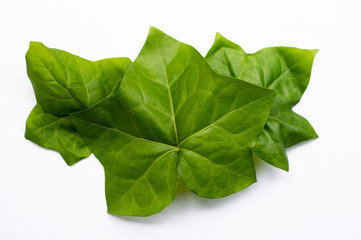 Ivy leaves isolated on a white background