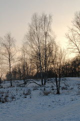sunny winter landscape with trees and snow