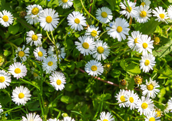 Fototapeta premium Spring landscape with white chamomile blossom on field