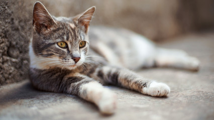 Lovely ash grey cat relax on the stone floor outdoors.