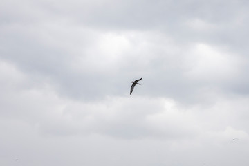 Little gulls circling in the gray sky in search of food