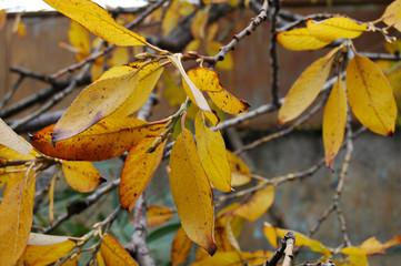 sunny yellow autumn leaves macro