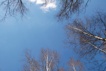 trees on sky
