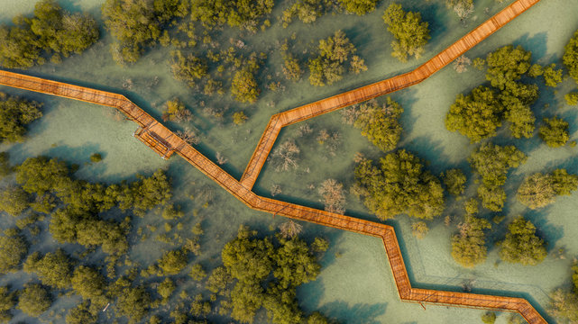 Aerial view above of wooden pier crossing Jubail Mangrove Park in Abu Dhabi, United Arab Emirates