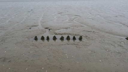Überbleibsel Holzpfosten im Watt