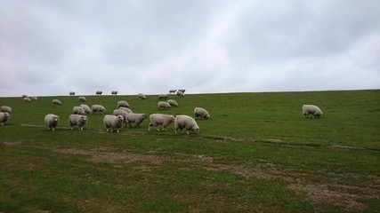Schafe auf Nordseedeich