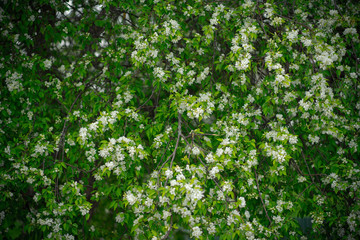 Fototapeta na wymiar apple tree in white flowers and yellow buds