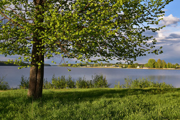 Spring trees on the banks of a beautiful forest lake