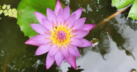 Pink Water Lily Flower